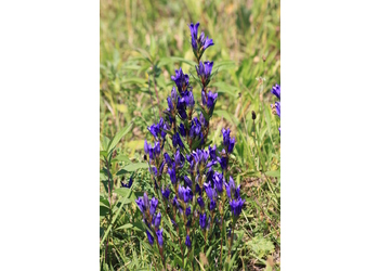 Lungen-Enzian (Gentiana pneumonanthe) - © Emanuel Trummer